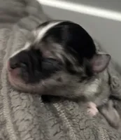 MARBLES- registry, a male Chihuahua for sale in Panama City, FL – 2 of 7