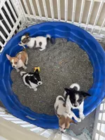 SQUIRT- registry, a male Chihuahua for sale in Panama City, FL – 6 of 9
