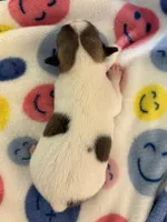 PIPSQUEAK-registry, a male Chihuahua for sale in Panama City, FL – 3 of 6