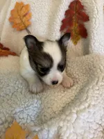 LULU is pending, a female Chihuahua for sale in Panama City, FL – 3 of 10