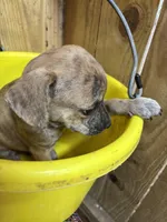 ZIGGY - rescue pup, a female Labrador Retriever for sale in Panama City, FL – Photo 4 of 4