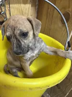 ZIGGY - rescue pup, a female Labrador Retriever for sale in Panama City, FL – Photo 2 of 4