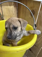 ZIGGY - rescue pup, a female Labrador Retriever for sale in Panama City, FL – Photo 3 of 4