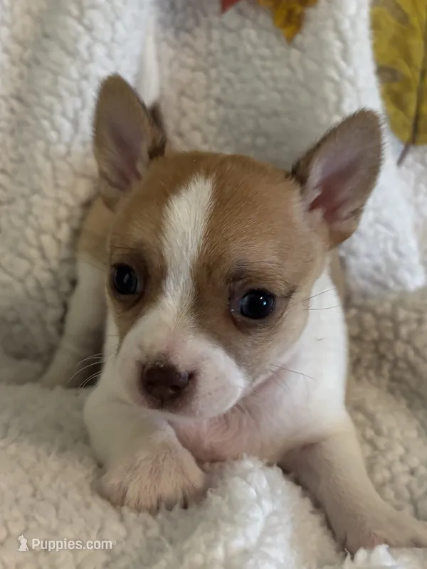 TEENY WEENY-registry – Chihuahua puppy for sale in Panama City, FL