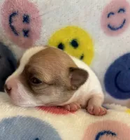 TEENY WEENY-registry, a female Chihuahua for sale in Panama City, FL – 1 of 9