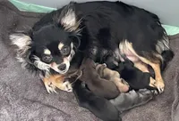 JADE - registry, a female Chihuahua for sale in Panama City, FL – 3 of 4