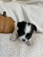 BELLA- now pending, a female Chihuahua for sale in Panama City, FL – 3 of 7
