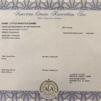 Mouse THIS PUP IS PENDING, a male Chihuahua for sale in Panama City, FL – Photo 9 of 9