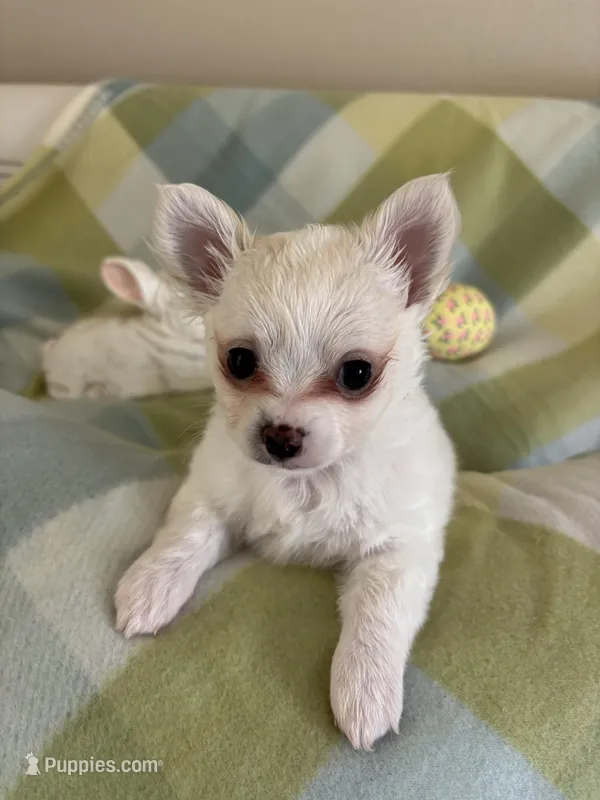 Mouse ❤️REGISTERED – Chihuahua puppy for sale in Panama City, FL