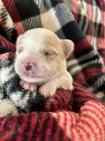 Mouse ❤️REGISTERED, a male Chihuahua for sale in Panama City, FL – Photo 2 of 8