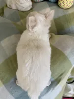 Mouse THIS PUP IS PENDING, a male Chihuahua for sale in Panama City, FL – Photo 3 of 9