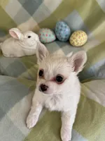 Mouse THIS PUP IS PENDING, a male Chihuahua for sale in Panama City, FL – Photo 6 of 9