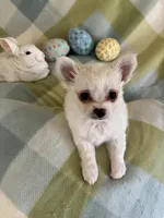 Mouse THIS PUP IS PENDING, a male Chihuahua for sale in Panama City, FL – Photo 5 of 9