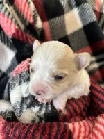 Mouse ❤️REGISTERED, a male Chihuahua for sale in Panama City, FL – Photo 3 of 8