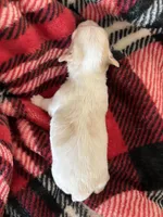 Mouse ❤️REGISTERED, a male Chihuahua for sale in Panama City, FL – Photo 4 of 8