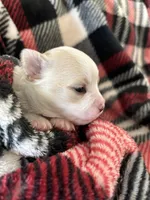 Mouse ❤️REGISTERED, a male Chihuahua for sale in Panama City, FL – Photo 1 of 8