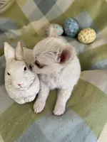 Mouse THIS PUP IS PENDING, a male Chihuahua for sale in Panama City, FL – Photo 2 of 9