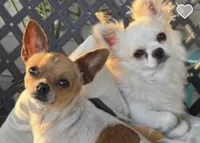 Mouse ❤️REGISTERED, a male Chihuahua for sale in Panama City, FL – Photo 5 of 8