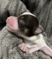 PEBBLES- registry, a female Chihuahua for sale in Panama City, FL – 2 of 5