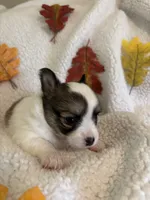 LULU is pending, a female Chihuahua for sale in Panama City, FL – 5 of 10