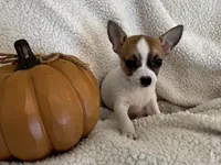 PIPSQUEAK-registry, a male Chihuahua for sale in Panama City, FL – 2 of 8