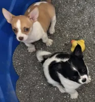 ITSY BITSY - registry, a female Chihuahua for sale in Panama City, FL – 8 of 9