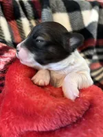 Pipsqueek❤️REGISTERED, a male Chihuahua for sale in Panama City, FL – Photo 3 of 6