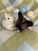 PENDING PICK UP, a male Chihuahua for sale in Panama City, FL – Photo 5 of 10