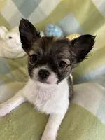 PENDING PICK UP, a male Chihuahua for sale in Panama City, FL – Photo 3 of 10