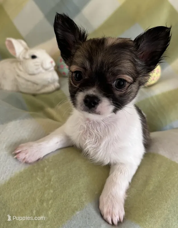 Pipsqueek❤️REGISTERED – Chihuahua puppy for sale in Panama City, FL