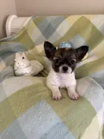 PENDING PICK UP, a male Chihuahua for sale in Panama City, FL – Photo 6 of 10