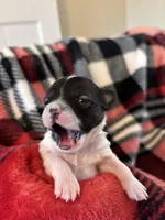 Pipsqueek❤️REGISTERED, a male Chihuahua for sale in Panama City, FL – Photo 2 of 6