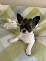 PENDING PICK UP, a male Chihuahua for sale in Panama City, FL – Photo 8 of 10