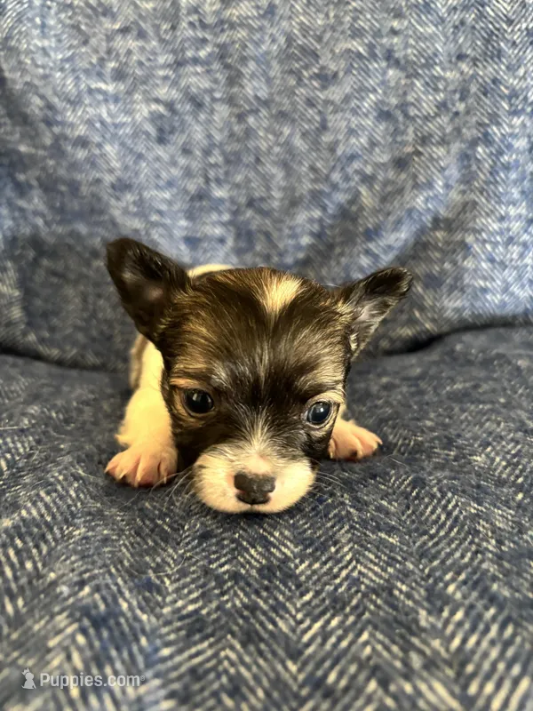 Pipsqueek❤️REGISTERED