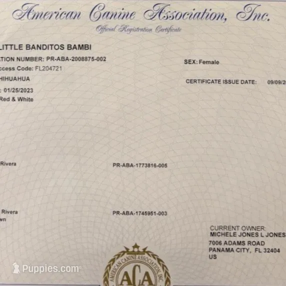 Pipsqueek❤️REGISTERED, a male Chihuahua for sale in Panama City, FL – Photo 5 of 6