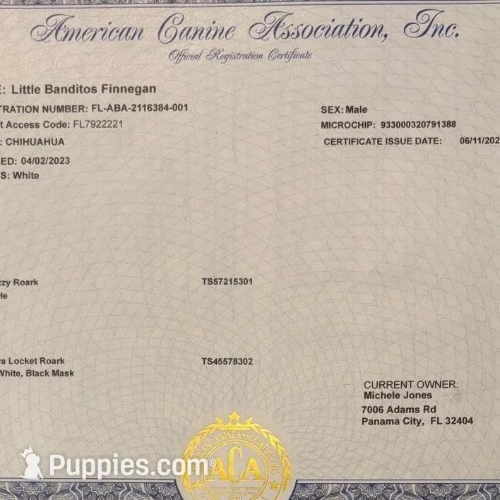 Pipsqueek❤️REGISTERED, a male Chihuahua for sale in Panama City, FL – Photo 6 of 6