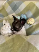 PENDING PICK UP, a male Chihuahua for sale in Panama City, FL – Photo 2 of 10