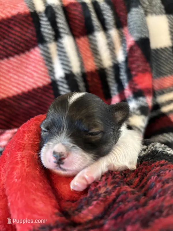 Pipsqueek❤️REGISTERED