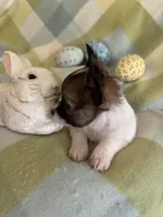 PENDING PICK UP, a male Chihuahua for sale in Panama City, FL – Photo 4 of 10