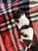 Pipsqueek❤️REGISTERED, a male Chihuahua for sale in Panama City, FL – Photo 4 of 6