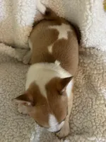 TEENY WEENY-registry, a female Chihuahua for sale in Panama City, FL – 3 of 7