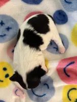 ITSY BITSY - registry, a female Chihuahua for sale in Panama City, FL – 5 of 7