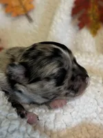 MARBLES- now pending, a male Chihuahua for sale in Panama City, FL – 7 of 10