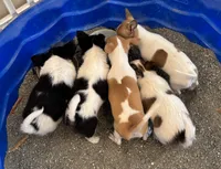 SQUIRT- registry, a male Chihuahua for sale in Panama City, FL – 5 of 9