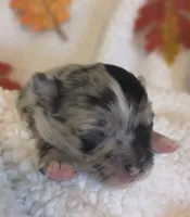 MARBLES- now pending, a male Chihuahua for sale in Panama City, FL – 2 of 10