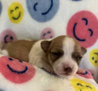 TEENY WEENY-registry, a female Chihuahua for sale in Panama City, FL – 2 of 9