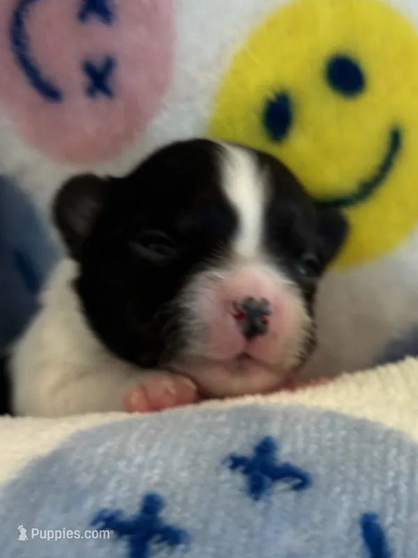SQUIRT- registry – Chihuahua puppy for sale in Panama City, FL