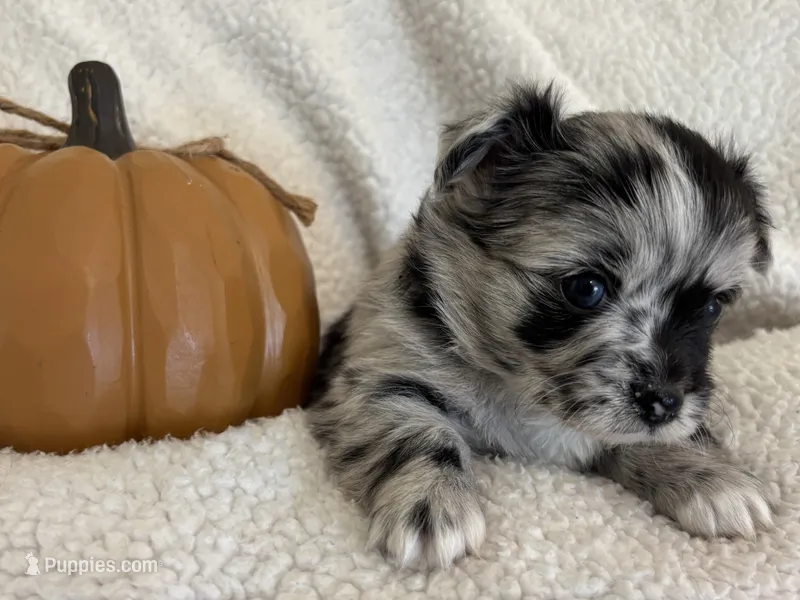 MARBLES- now pending – Chihuahua puppy for sale in Panama City, FL