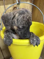 TIGGY - rescue pup, a female Labrador Retriever for sale in Panama City, FL – Photo 3 of 4