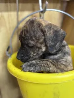 TIGGY - rescue pup, a female Labrador Retriever for sale in Panama City, FL – Photo 1 of 4